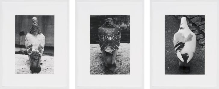 James Krone: pigeon, 2022, overview
