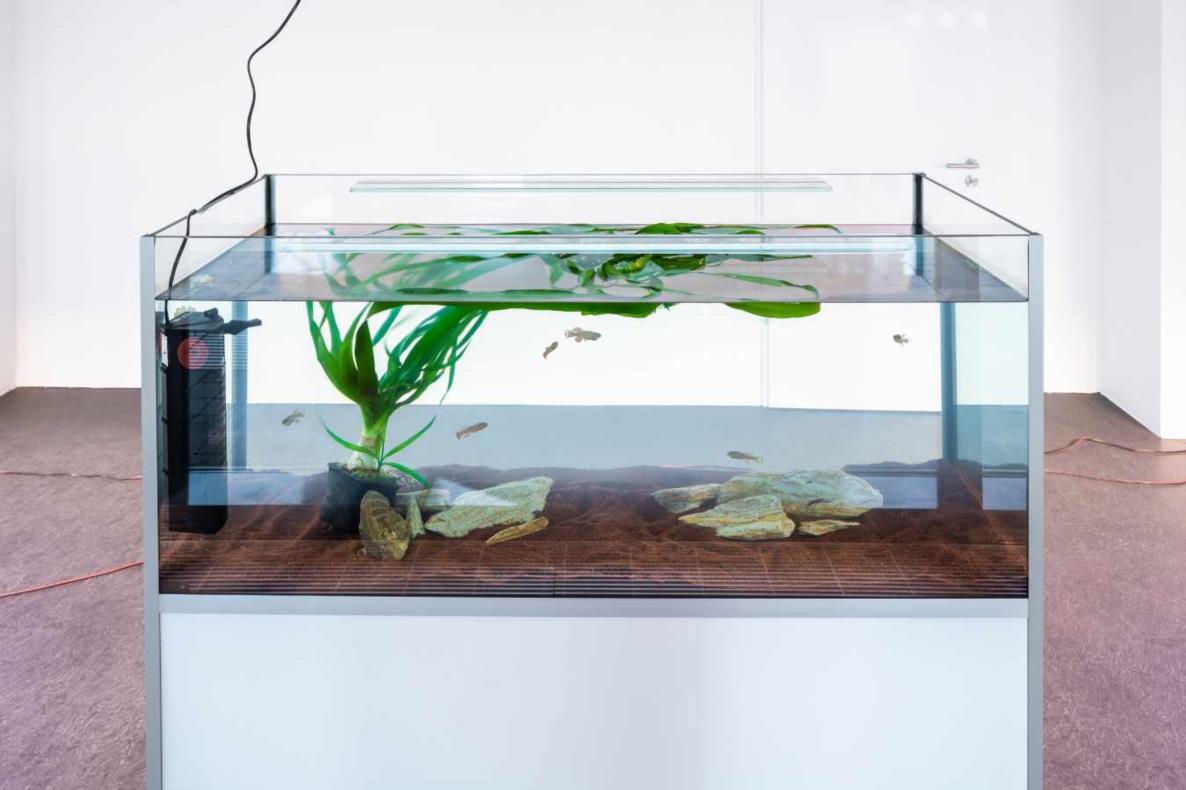 Lina Hermsdorf: Being A Vertebrate, 2020, Dortmunder Kunstverein, Foto: Roland Baege