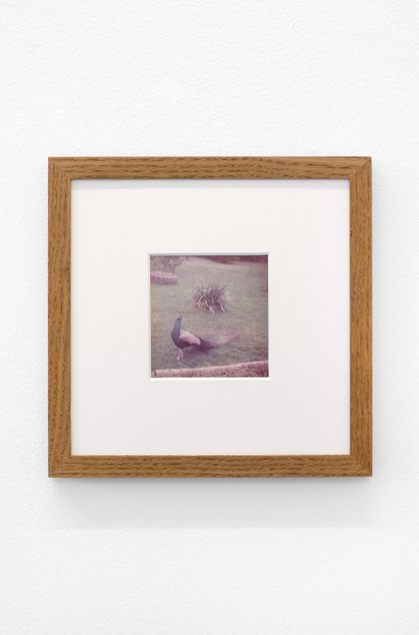 James Gregory Atkinson, Preußisches Liebesglück (Detail), 2021, wall paper, photography, peacock chair, audio piece, installation view ‘6 Friedberg-Chicago’, Dortmunder Kunstverein Courtesy: the artist, Tyrown Vincent, Dortmunder Kunstverein Photo: Jens Franke