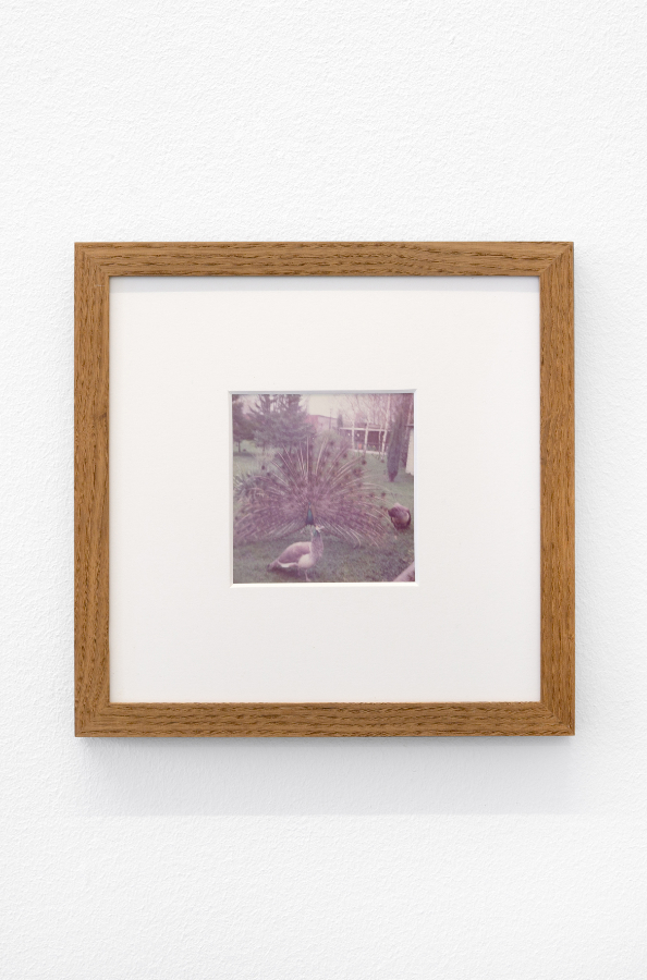 James Gregory Atkinson, Preußisches Liebesglück (Detail), 2021, wall paper, photography, peacock chair, audio piece, installation view ‘6 Friedberg-Chicago’, Dortmunder Kunstverein Courtesy: the artist, Tyrown Vincent, Dortmunder Kunstverein Photo: Jens Franke 