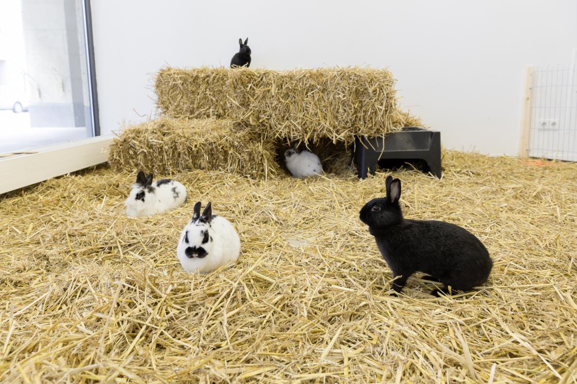 Ausstellung: caprificus.org DER BAU, 2013 Foto: Roland Baege