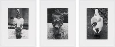 James Krone: pigeon, 2022, overview