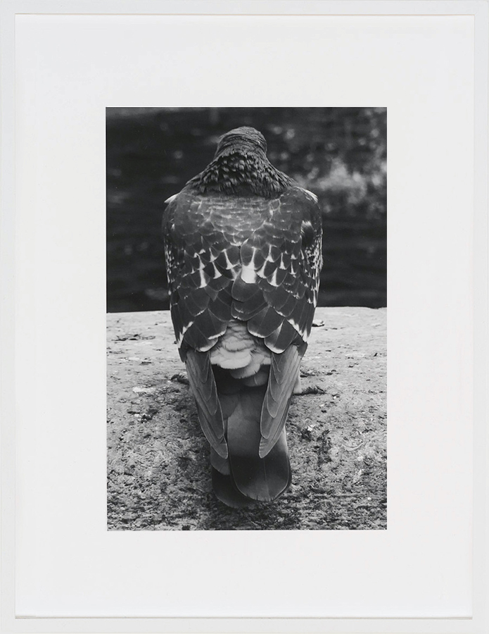 James Krone: pigeon, 2022 #2