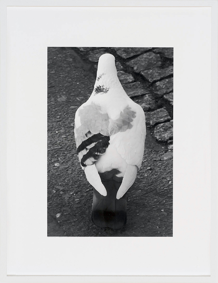 James Krone: pigeon, 2022 #3