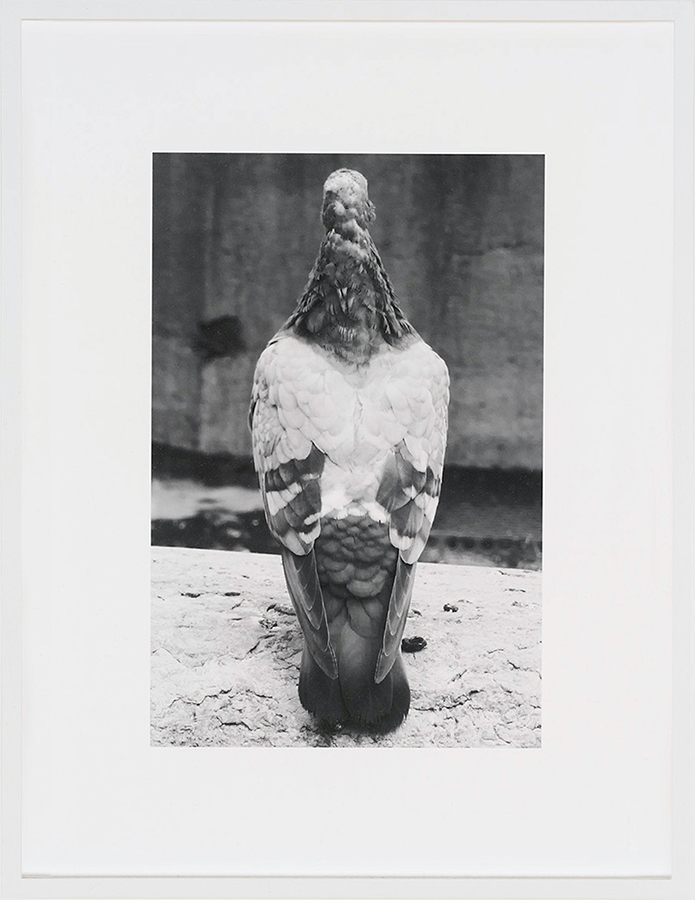 James Krone: pigeon, 2022 #1